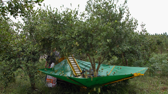 中国知识产权报油茶果采收机相关专利以六千多万元达成许可交易